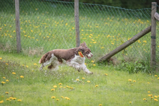 Hundepräsentation 2019